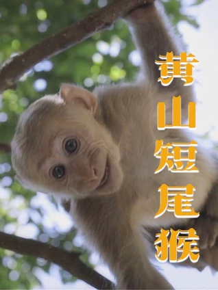 黄山短尾猴
